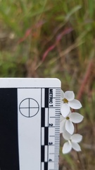 Lithophragma cymbalaria