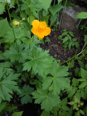 Trollius chinensis