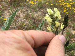 Astragalus lentiginosus nigricalycis