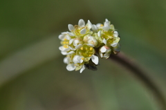 Micranthes integrifolia
