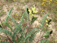Astragalus lentiginosus nigricalycis