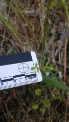 Lithophragma cymbalaria