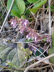 Trachystemon orientalis