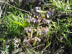 Trachystemon orientalis