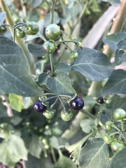 Solanum americanum