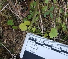 Lithophragma cymbalaria