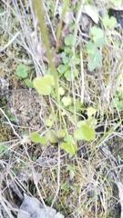 Lithophragma cymbalaria