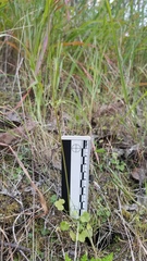 Lithophragma cymbalaria
