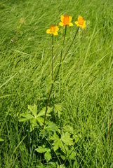 Trollius chinensis