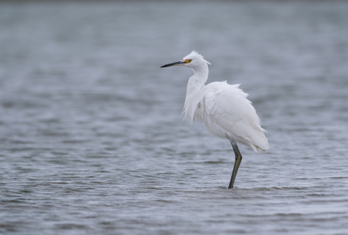 Aigrette garzette