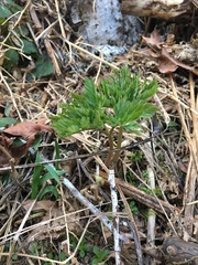 Dicentra formosa formosa