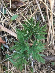 Dicentra formosa formosa