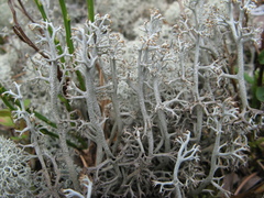 Cladonia stygia