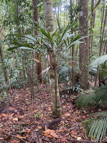 Linospadix minor (W.Hill) Burret