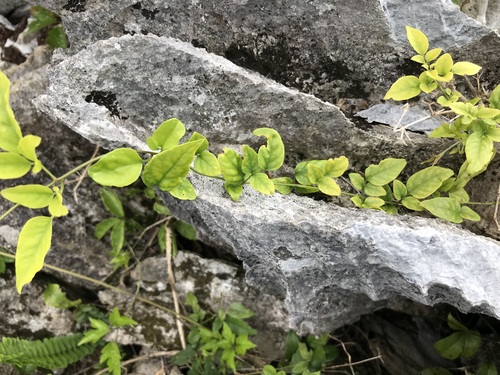 Tetrastigma liukiuense iNat (1)