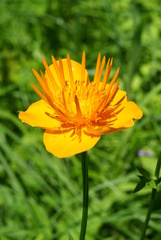 Trollius chinensis