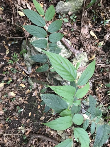 Celtis boninensis iNat (2)