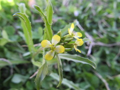 Erysimum repandum