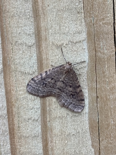 Bruce Spanworm Moth photo 4
