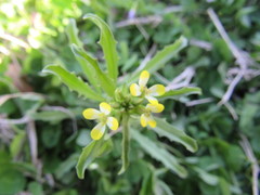 Erysimum repandum