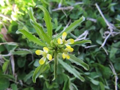 Erysimum repandum