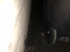 Didelphis virginiana