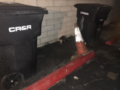 Didelphis virginiana