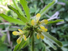 Erysimum repandum