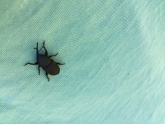 Scyphophorus yuccae