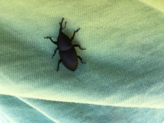Scyphophorus yuccae