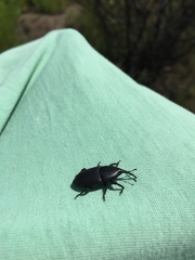 Scyphophorus yuccae