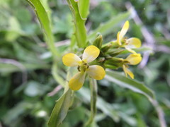 Erysimum repandum