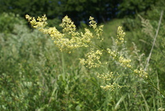 Thalictrum amurense