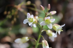 Cardamine diphylla