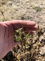 Berberis haematocarpa