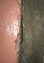 Hemidactylus mabouia