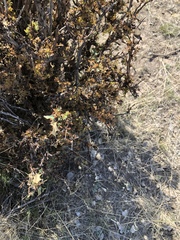 Berberis haematocarpa