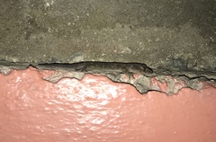 Hemidactylus mabouia