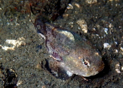 Tadpole Sculpin photo 3