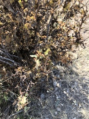 Berberis haematocarpa