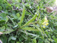 Erysimum repandum