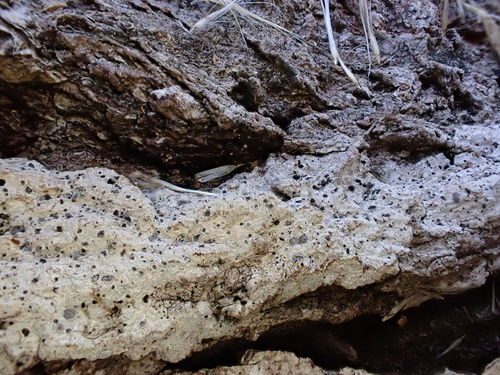 Sigridea californica, 2023-12-02