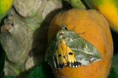 Eudocima hypermnestra