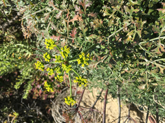 Lomatium insulare