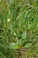 Micranthes integrifolia