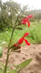 Salvia pulchella