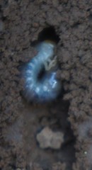 Popillia japonica