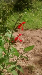 Salvia pulchella