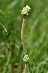 Micranthes integrifolia