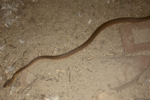 Brown Tree Snake sighting